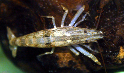 moluccensis 018
